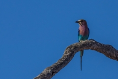 Lilac-breasted Roller