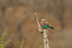 Lilac-breasted Roller