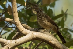 Arrow-Marked Babbler