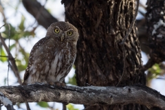 Pearl-Spotted Owlet