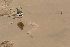 Three-Banded Plover