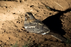 Sqaure-tailed Nightjar