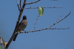 Dark-capped Bulbul