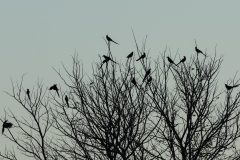 Meves's Starling Group