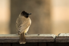 Dark-capped Bulbul