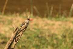 Brown-hooded Kingfisher