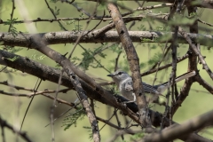 Grey Tit-Flycatcher