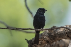 Southern Black flycatcher