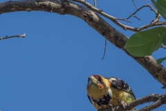 Crested Barbet