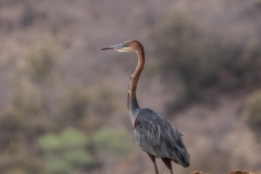 Goliath Heron