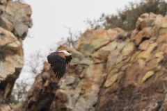 African Fish Eagle