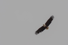 African Fish Eagle