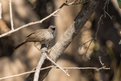 Arrow-Marked Babbler