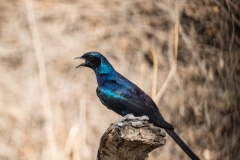 Meves's Starling