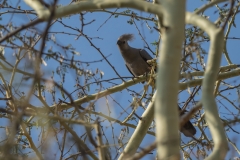 Grey go-away Bird