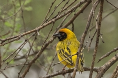 Village Weaver