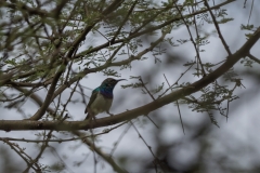 White-Bellied Sunbird