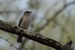 Grey Tit-Flycatcher