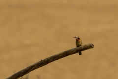 White-fronted bee-eater