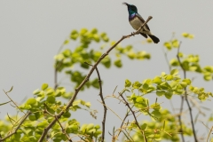 White-Bellied Sunbird